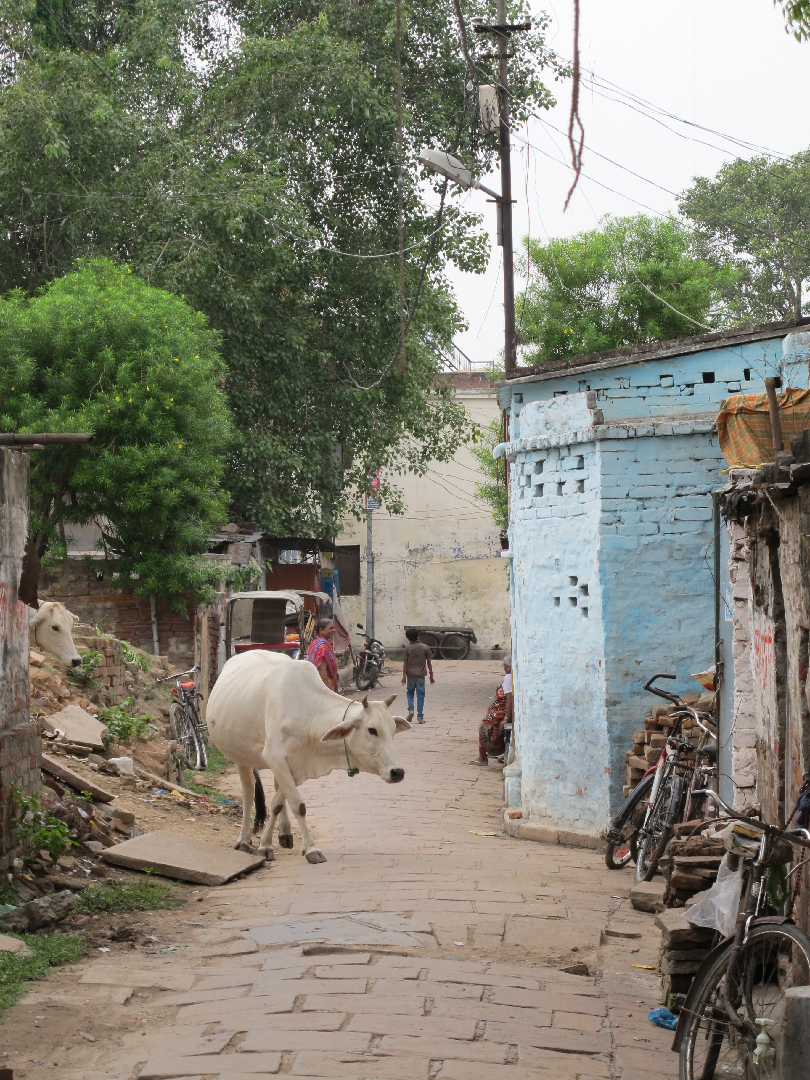 Image of a sacred cow